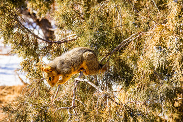 Golden-Mantled Ground Squirrel