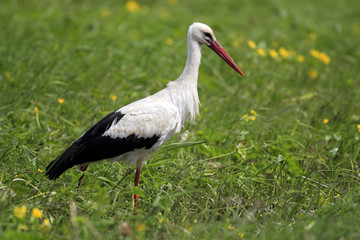 Single White Stork bird on a grassy meadow during the spring nesting period