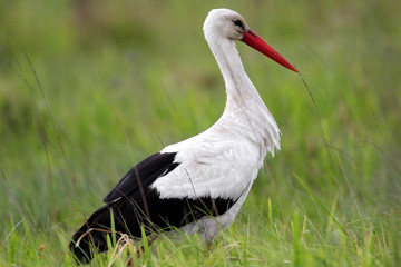 Single White Stork bird on a grassy meadow during the spring nesting period