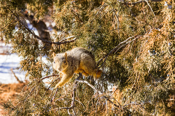 Golden-Mantled Ground Squirrel