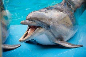 Naklejka premium Dolphin in the water