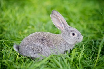 Beautiful soft grey rabbit
