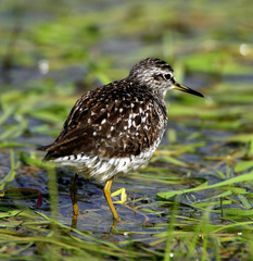 Single Wood sandpiper bird on grassy wetlands during a spring nesting period