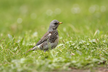 Obraz premium Single Fieldfare bird on grassy wetlands during a spring nesting period