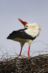 Single white Stork bird on a nest during the spring nesting period