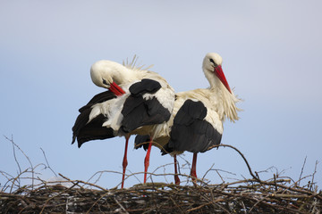 White Stork birds on a nest during the spring nesting period
