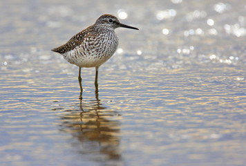 Single Wood sandpiper bird in wetlands during a spring nesting period