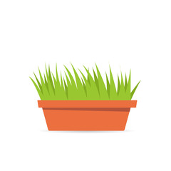 outdoor garden potted plant