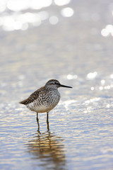 Single Wood sandpiper bird in wetlands during a spring nesting period