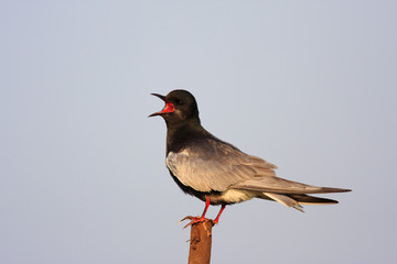 Single White-winged Black Tern bird on wooden stick during a spring nesting period