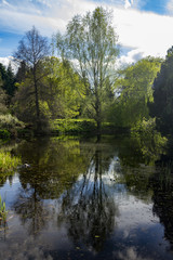 Fototapeta na wymiar Reflection of tree in pond