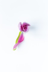 Looking down on a single pink tulip head with one petal fallen off