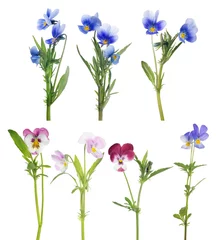 Fotobehang Viooltjes pansy seven flowers set isolated on white