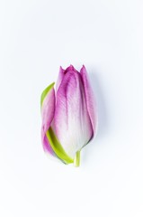 A single pink tulip head with one petal starting to unfurl against a white background