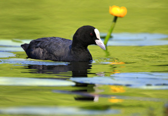 Single Coot bird swimming on water surface of wetlands during a spring nesting period