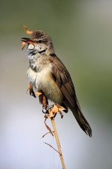 Single Great Reed Warbler on a reed stem during a spring period