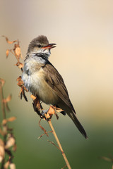 Single Great Reed Warbler on a reed stem during a spring period