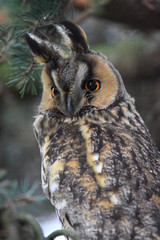 Single Long-eared Owl bird on a tree branch in a forest during a spring period