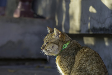 Cat with abscess from bite wound on face