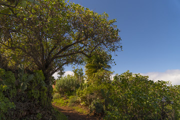 At the Hiking Trail to the Cuevas de Buracas ( Buracas Caves ) near Las Tricias and Santo Domingo...