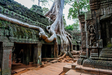 Naklejka premium Ta Prohm - temple with tree and roots- Angkor Wat - Cambodia