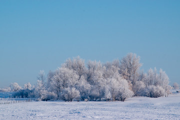 Heavily Frosted Trees against a Robin Egg Blue Sky