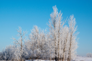 Heavily Frosted Trees against a Robin Egg Blue Sky