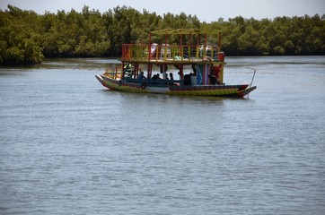 Fototapeta na wymiar Mangrove sur le fleuve Gambie