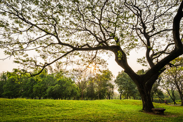 Fototapeta premium Big rain tree with green grass field in Public Park