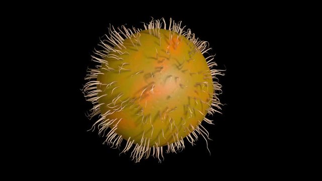 Bacteria covered with cilia. Extreme close up .3d animation. Spherical shape. Black and white alpha matte   included