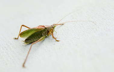 Green grasshopper on a white background