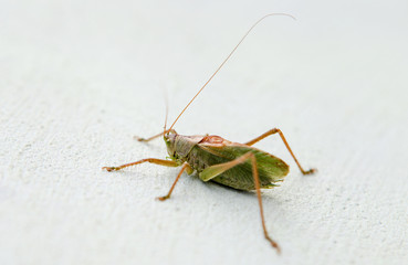 Green grasshopper on a white background