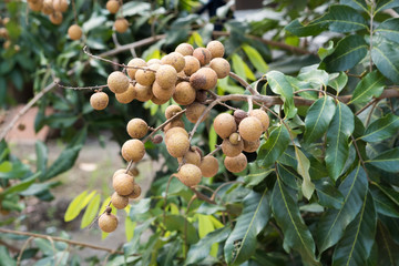Longan on the tree.