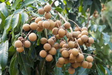 Longan on the tree.