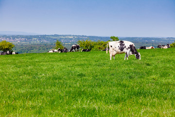 English rural landscape in with grazing Holstein Friesian cattle