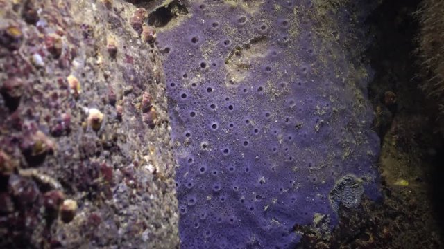 A blue sea sponge covers rocks in the Black Sea, Bulgaria.