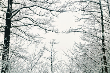 Obraz premium Belarus, Grodno, Snowy fairy forest around Molochnoe Lake.