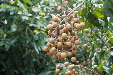 Longan on the tree.