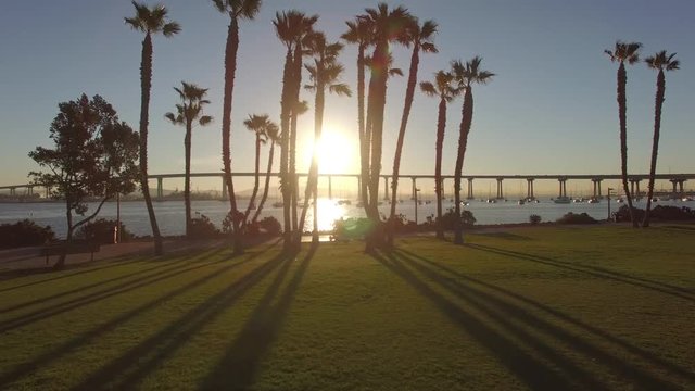 4k San Diego Palm Trees Sun Rise 004 Push In