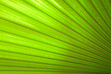 Palm leaves as a background