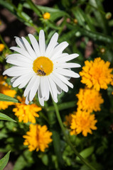 Obraz premium Daisy
