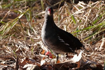 Teichhuhn wachsam frontal Blick sonnig
