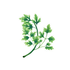 Isolated illustration of a leaf or branch of parsley on white background.