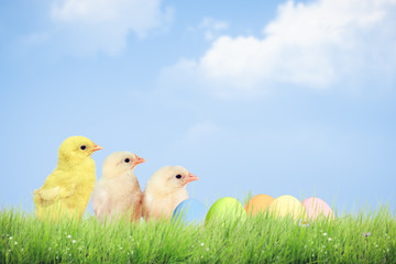 Easter eggs and chickens on green grass on sky background