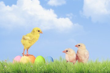 Easter eggs and chickens on green grass on sky background