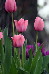 Fototapeta premium Spring tulips