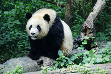 panda in forest
