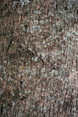 old tree texture