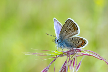 Obraz na płótnie Canvas Beautiful butterfly sitting on the grass
