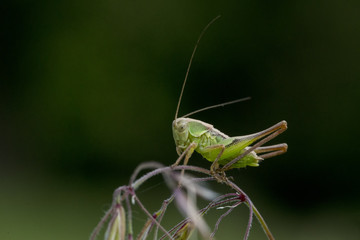 grasshopper macro shot
